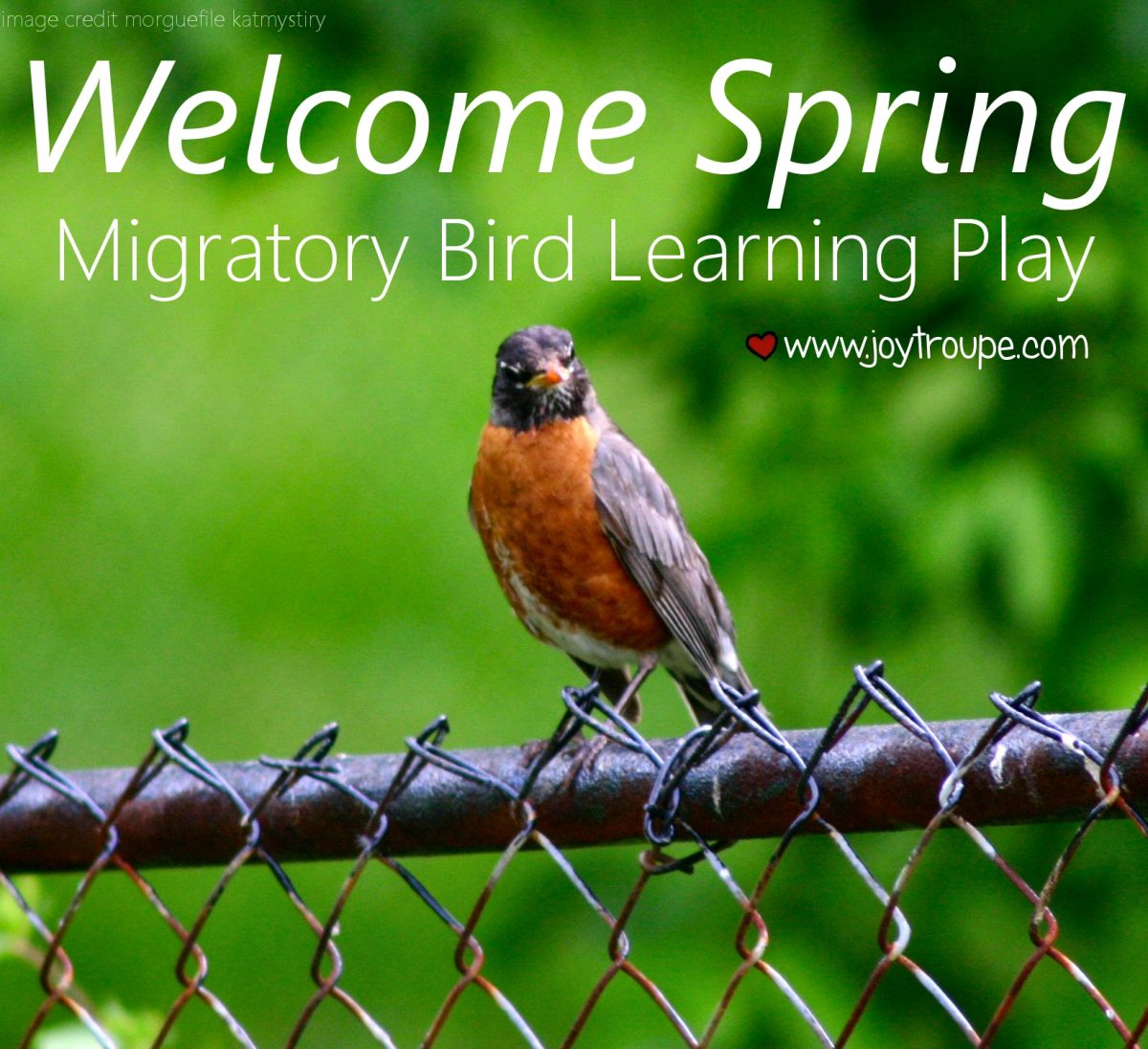 Migratory Bird Learning Play Joy Makin' Mamas