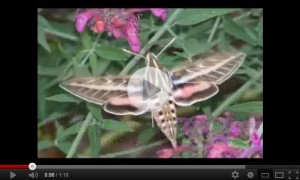 White Lined Sphinx Moth Video