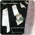 The Turtle Strolled Down to the Pond One Day