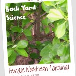 Back Yard Science: Hello, Mama Cardinal!