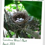 Back Yard Science: Hello, Mama Bird (and lesson resources)