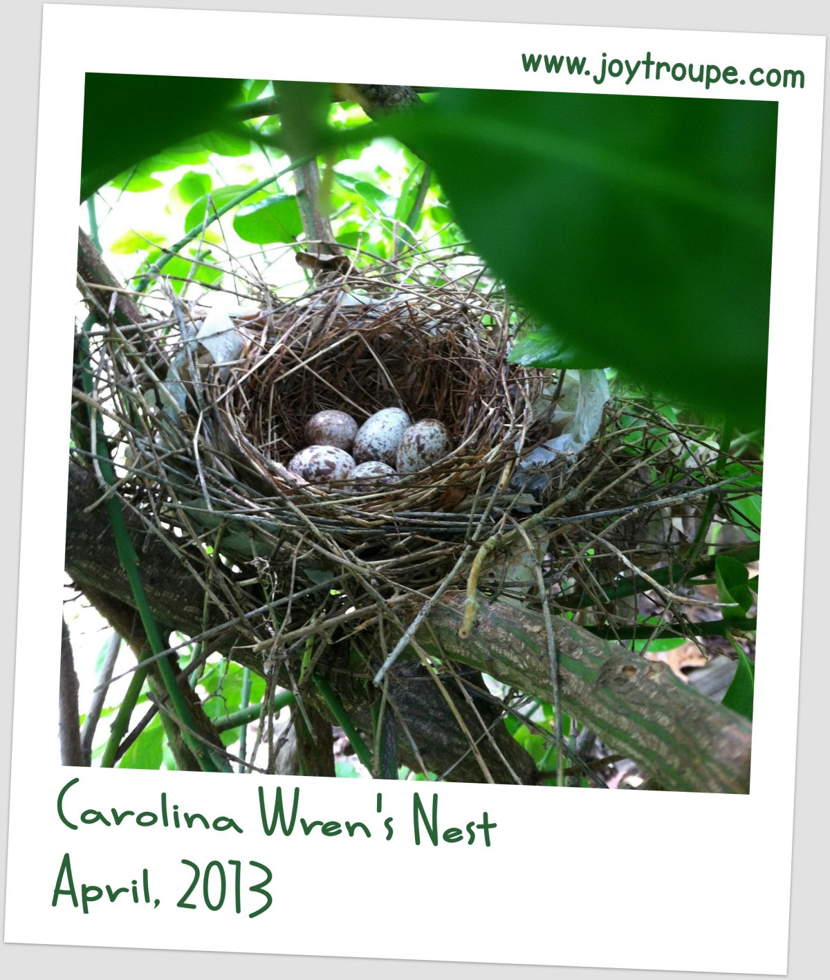 Back Yard Science Carolina Wrens