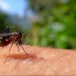 DEET free bug repellent for mosquitos