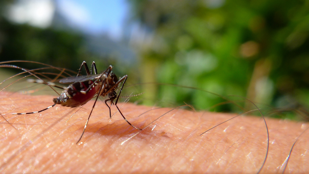 DEET free bug repellent for mosquitos