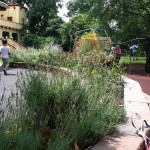 Garden at Glen Echo Park