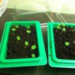 Basil seed starts in mini greenhouses from Target