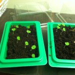 Basil seed starts in mini greenhouses from Target
