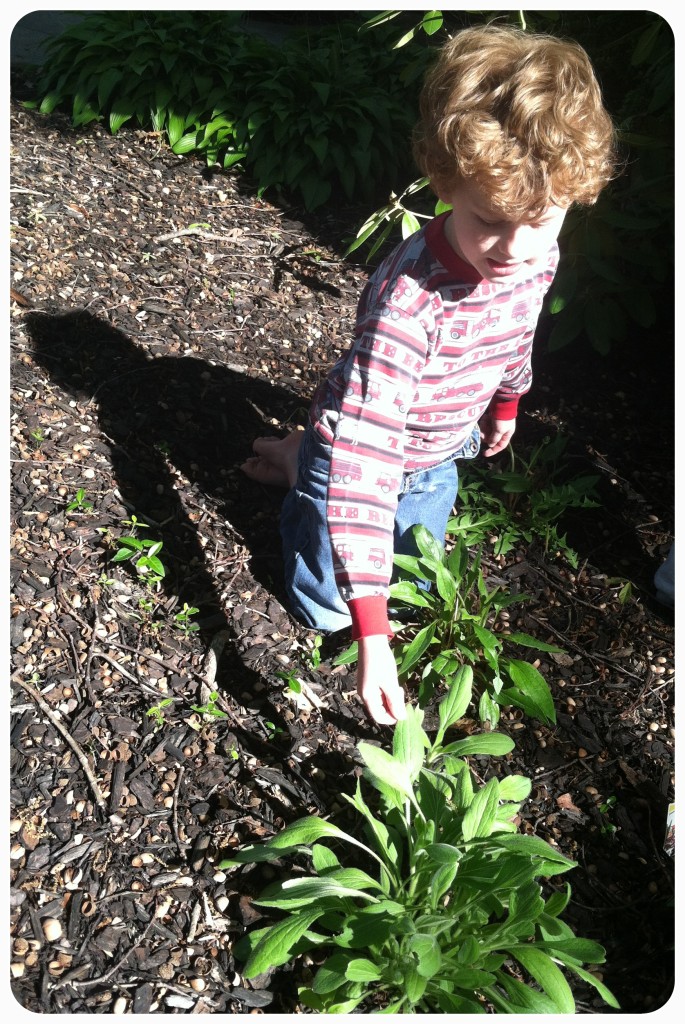 Checking the progress of the Black Eyed Susans