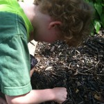 Measuring the soil temperature to track cicada emergence