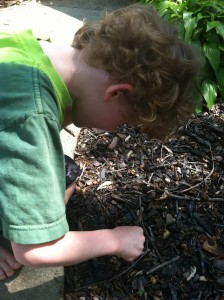 Measuring the soil temperature to track cicada emergence