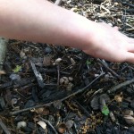 Measuring the soil temperature to track cicada emergence