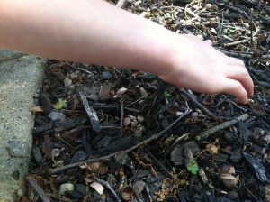 Measuring the soil temperature to track cicada emergence