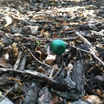 Measuring the soil temperature to track cicada emergence