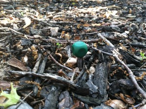 Measuring the soil temperature to track cicada emergence