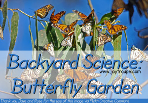 Create a butterfly garden