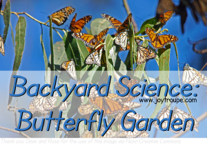 Butterfly Garden