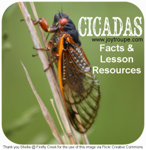 Back Yard Science: 17 Year Cicadas