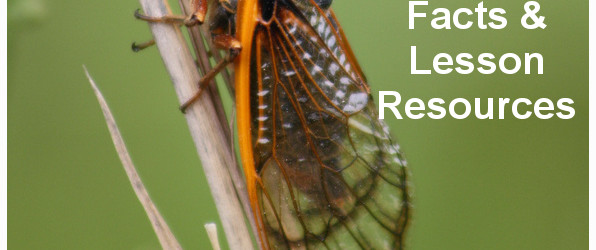 Back Yard Science: 17 Year Cicadas