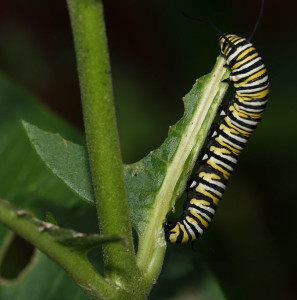 Monarch caterpillar courtesy of Bistrosavage on Flickr Creative Commons