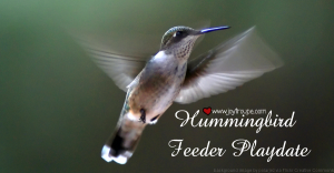 Hummingbird feeder playdate and lesson plans