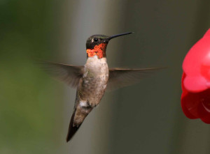 Hummingbird feeder playdate