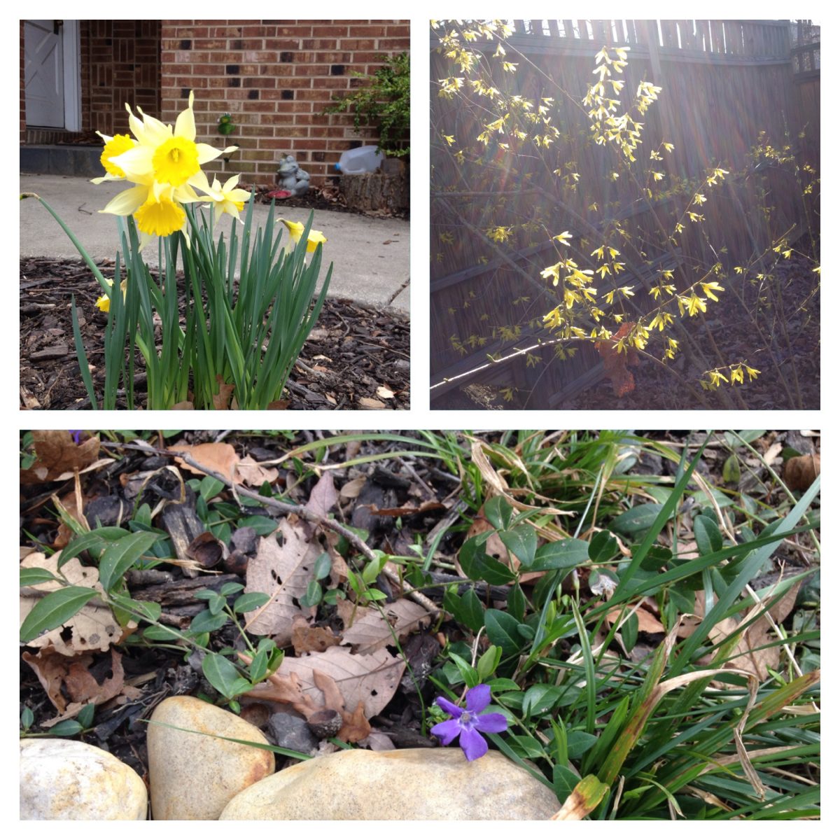 Spring Blooms collage daffodil periwinkle and forsythia