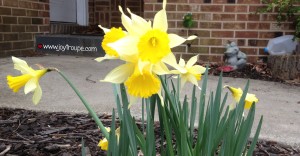 Spring at Last Daffodils Banner
