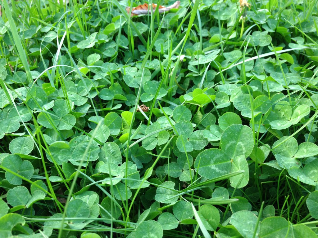 field of clover