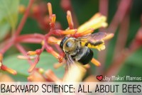 backyard science all about bees lesson activity playdate plan theme