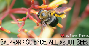 Backyard science all about bees lesson resources playdate activity story time theme