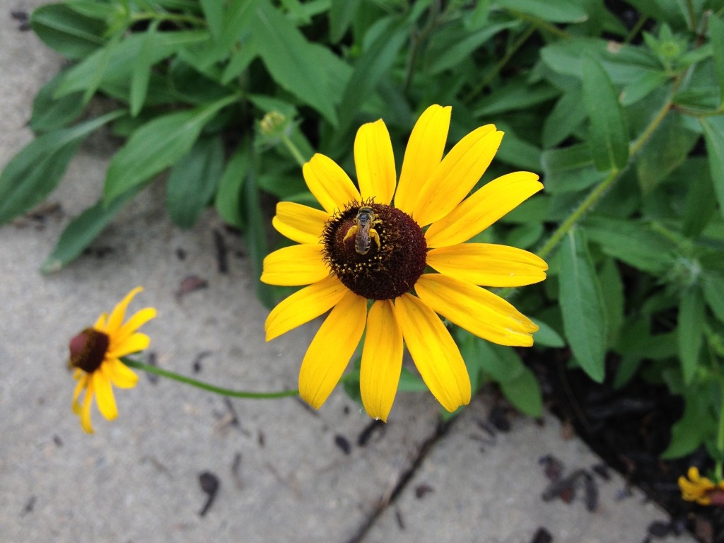 Bee pollinating Rudbeckia Hirta