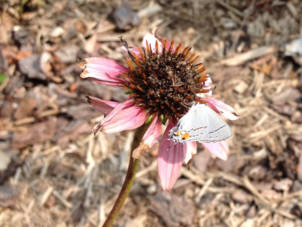 Gray Hairstreak Butterfly on Purple Coneflower