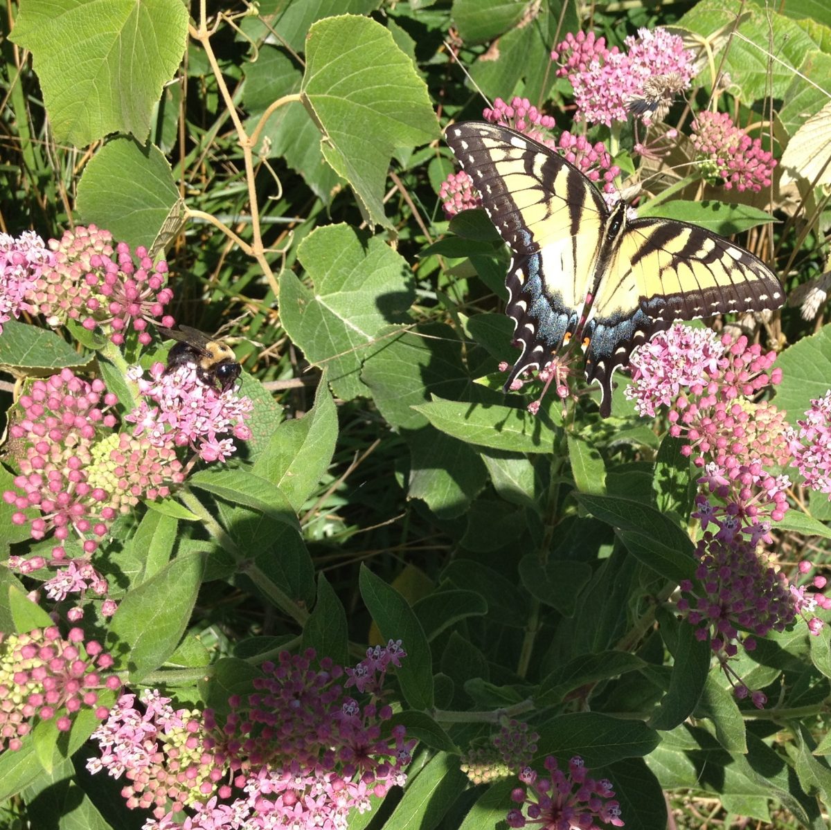 Monarch butterfly on milkweed