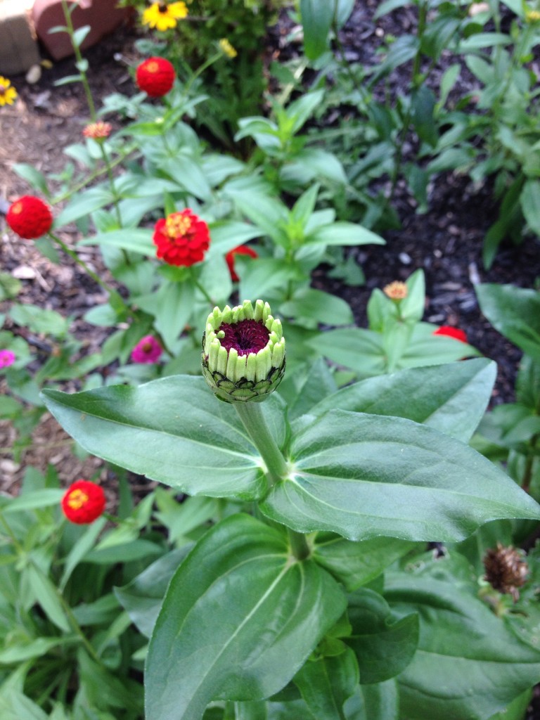 Zinnias about to open