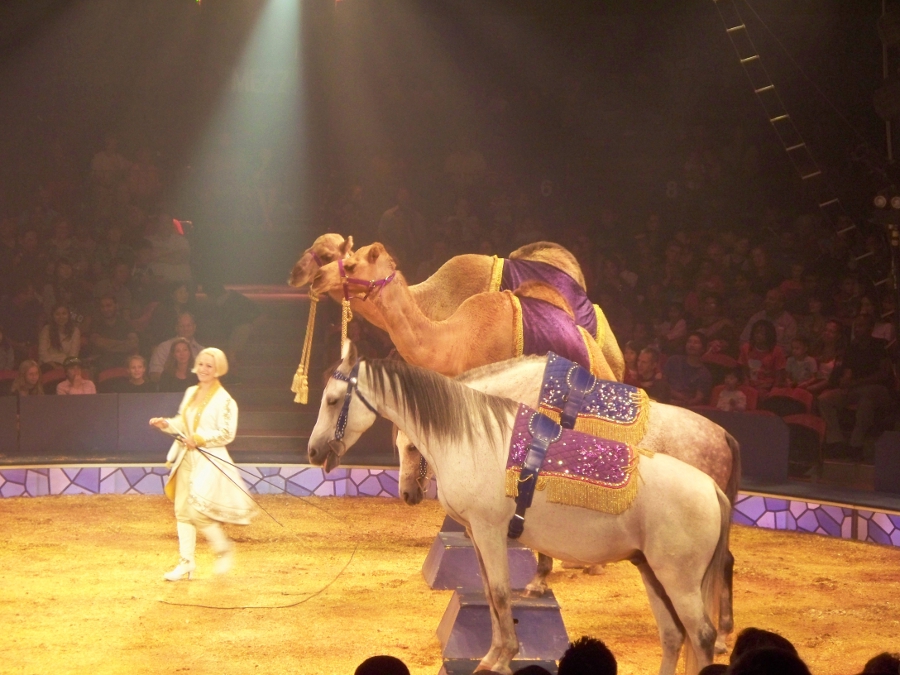 horses and camels at Big Apple Circus Metamorphosis Joy Makin Mamas