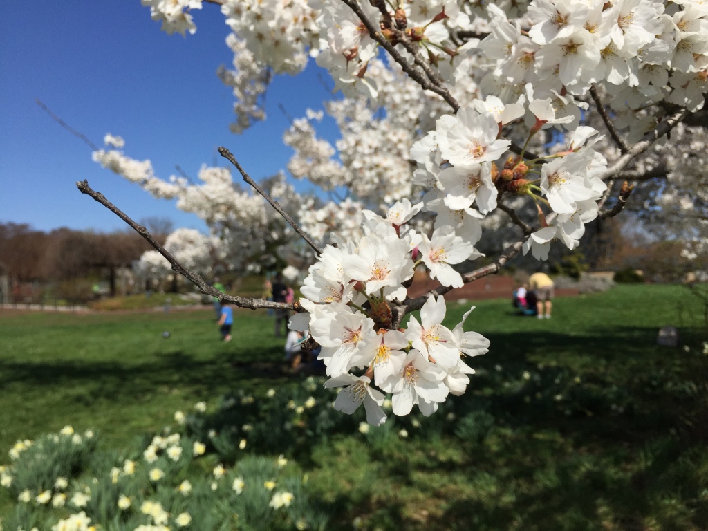 Cherry Blossoms at the National Arboretum