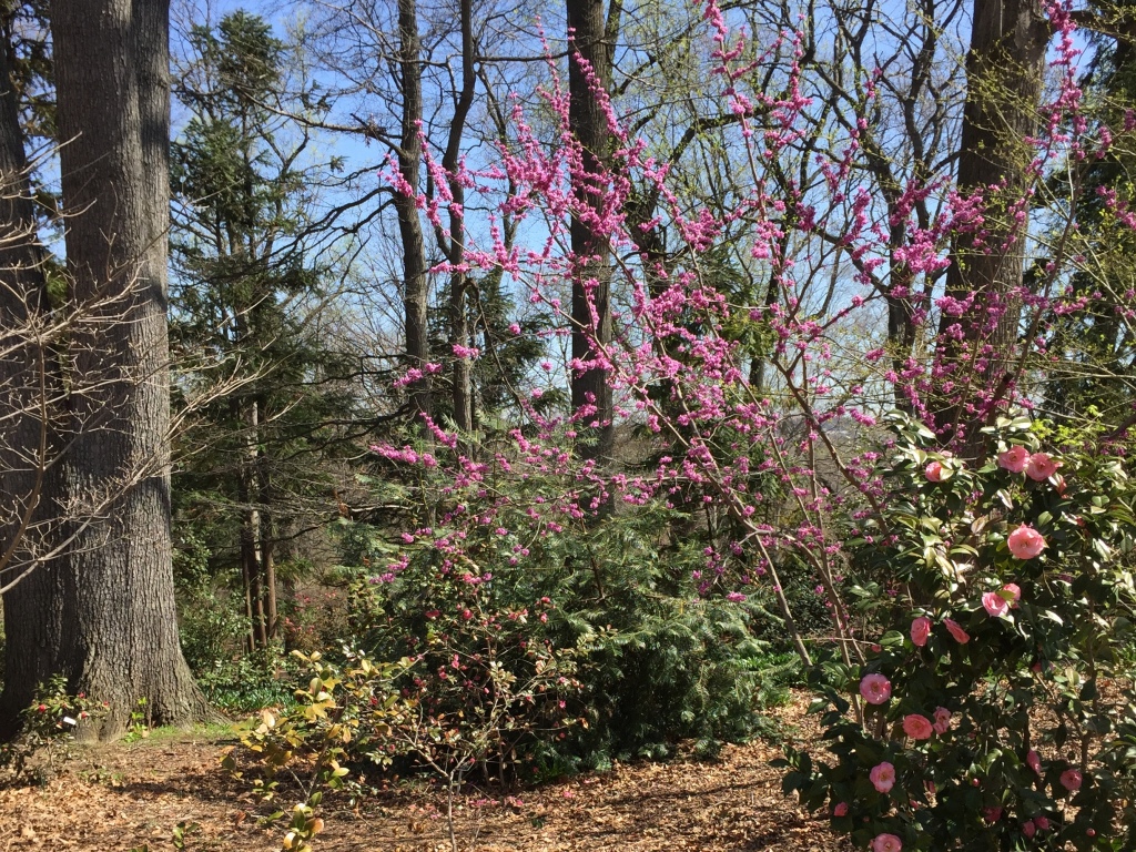 Redbud trees and camellias in bloom at the National Arboretum