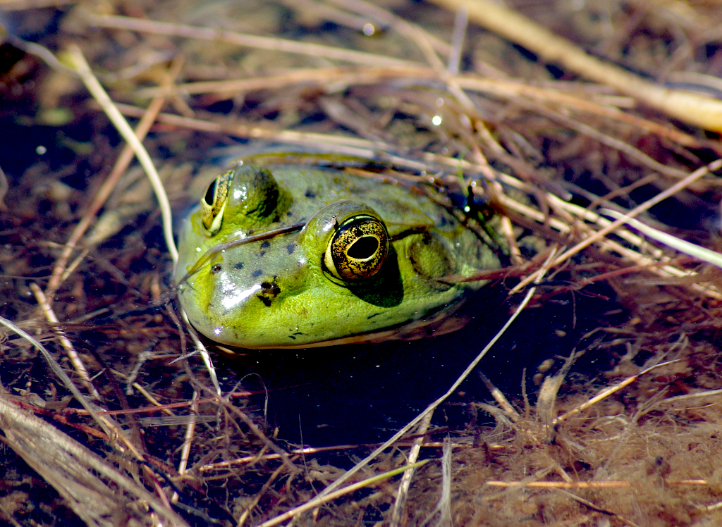 frog Chris Luczkow flickr