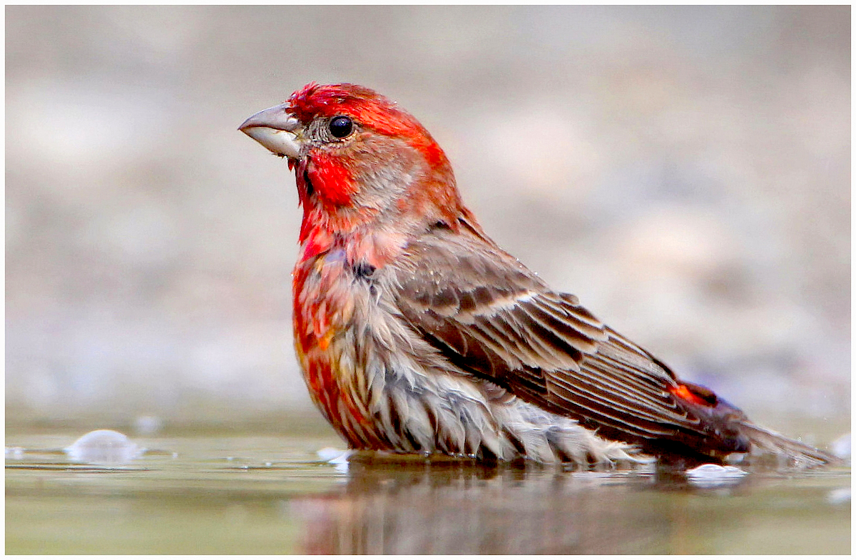 house finch nigel flickr