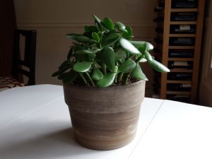 Jade plant houseplant is easy to grow
