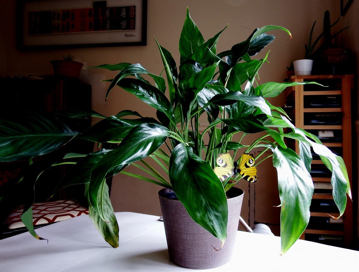 easy houseplants to grow Peace Lily