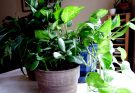 easy to grow houseplants for busy families joy makin mamas