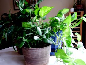 easy to grow houseplants for busy families joy makin mamas