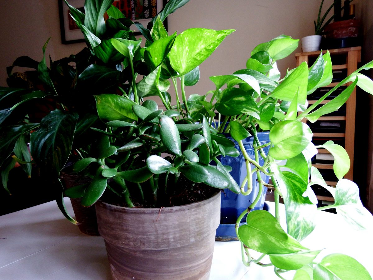 easy to grow houseplants for busy families joy makin mamas