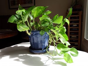 pothos houseplant easy to grow