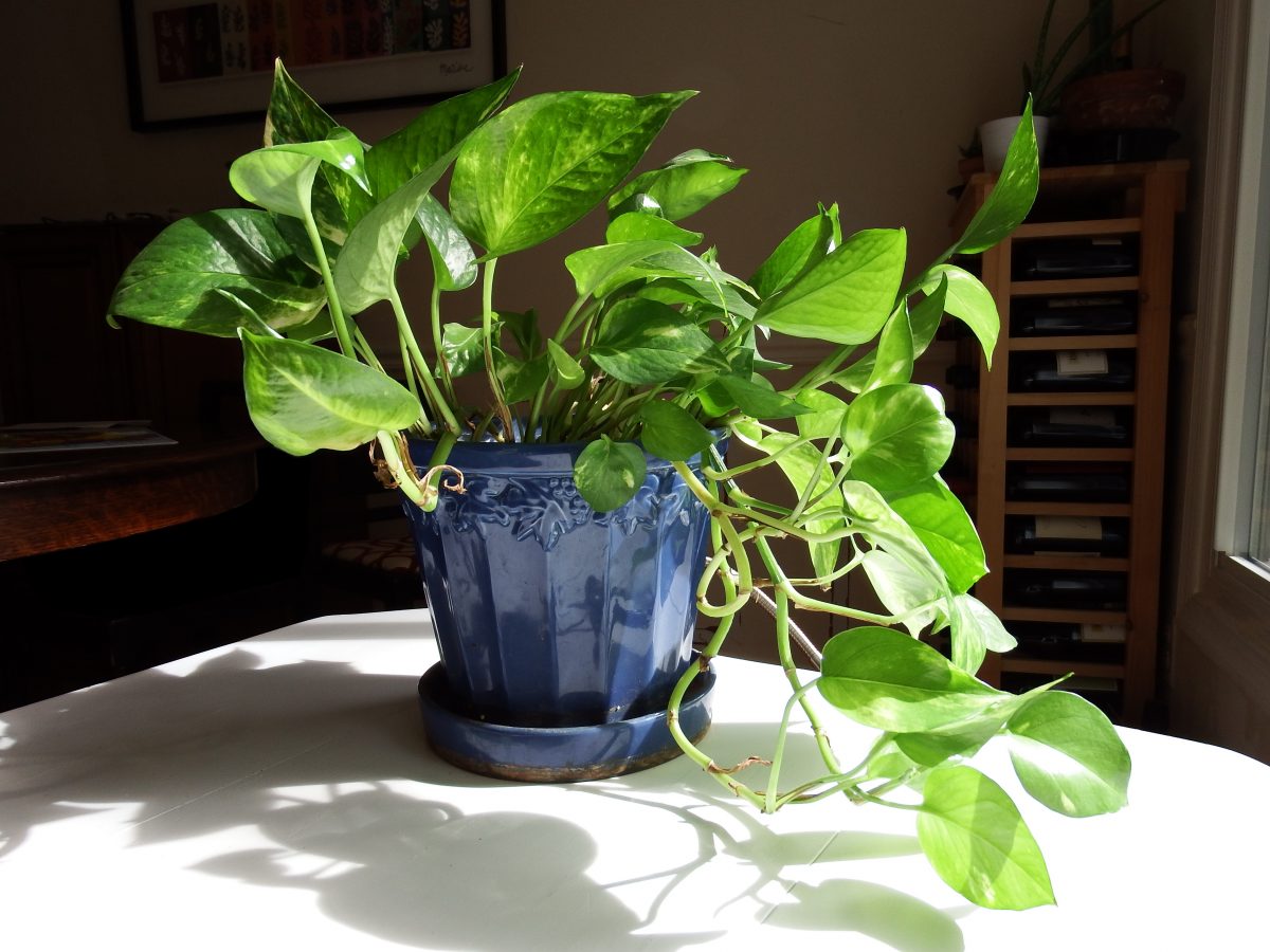 easy houseplants to grow pothos 