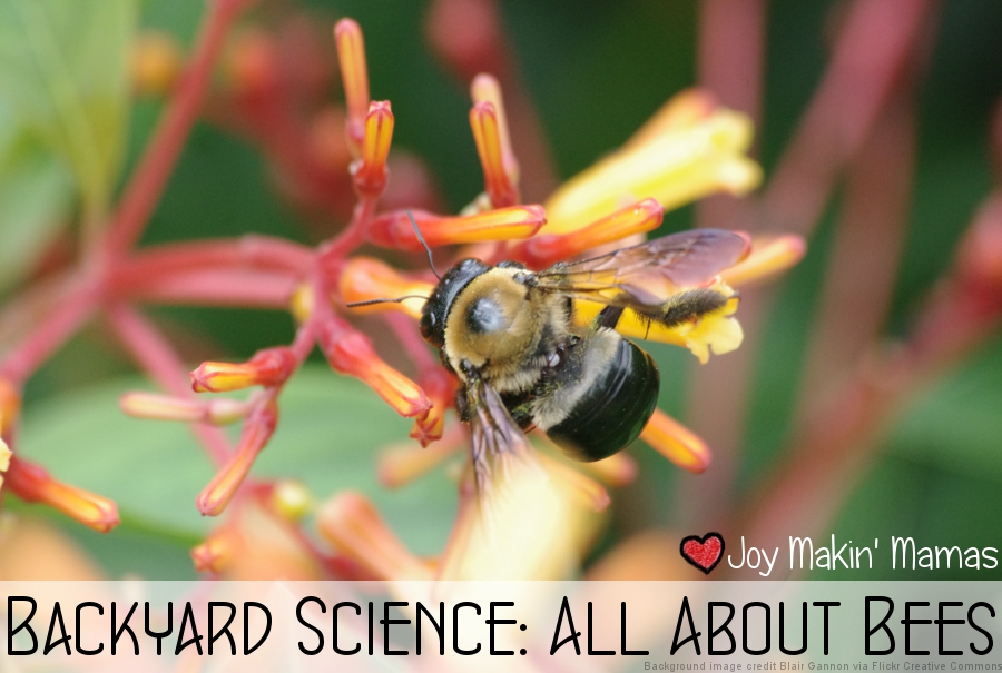 backyard science all about bees lesson activity playdate plan theme